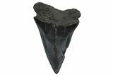 Fossil Broad-Toothed Mako Tooth - South Carolina #374787-1